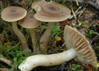 Hygrocybe nitrata