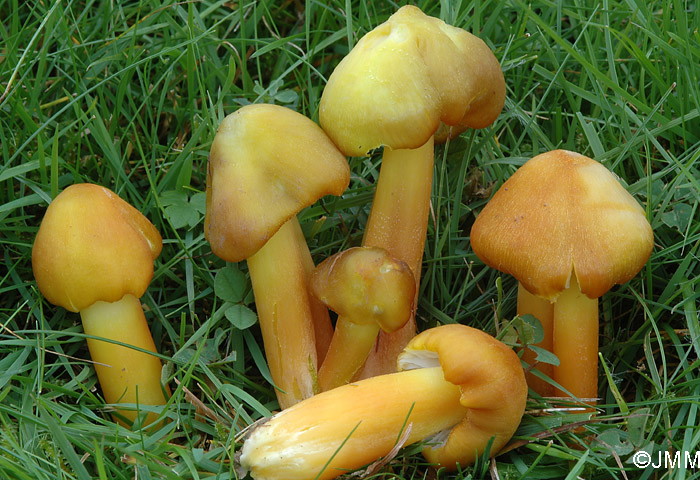 Hygrocybe obrussea