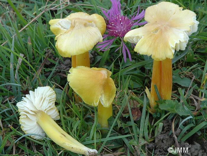 Hygrocybe obrussea