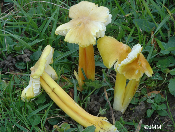 Hygrocybe obrussea