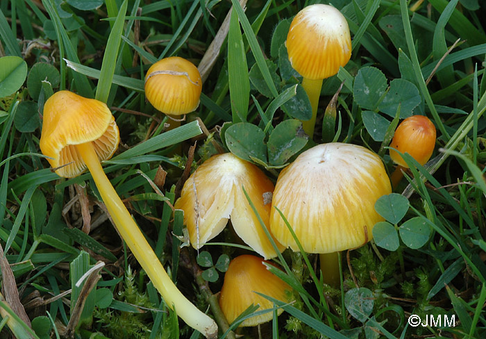 Hygrocybe ortoniana