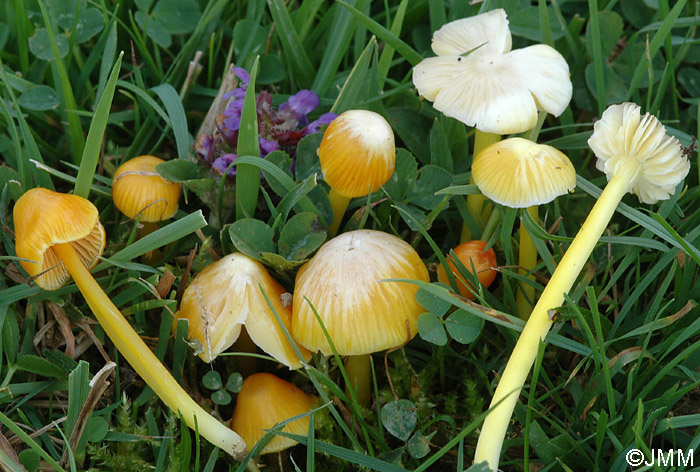 Hygrocybe ortoniana