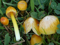 Hygrocybe ortoniana