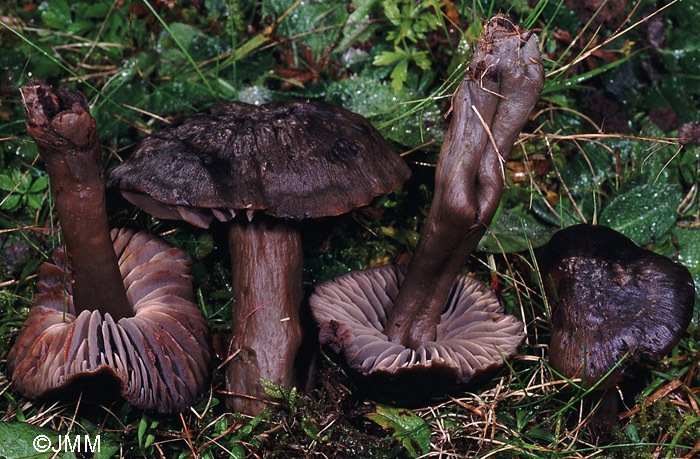 Hygrocybe ovina