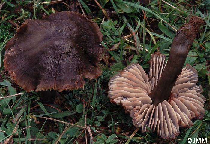 Hygrocybe ovina