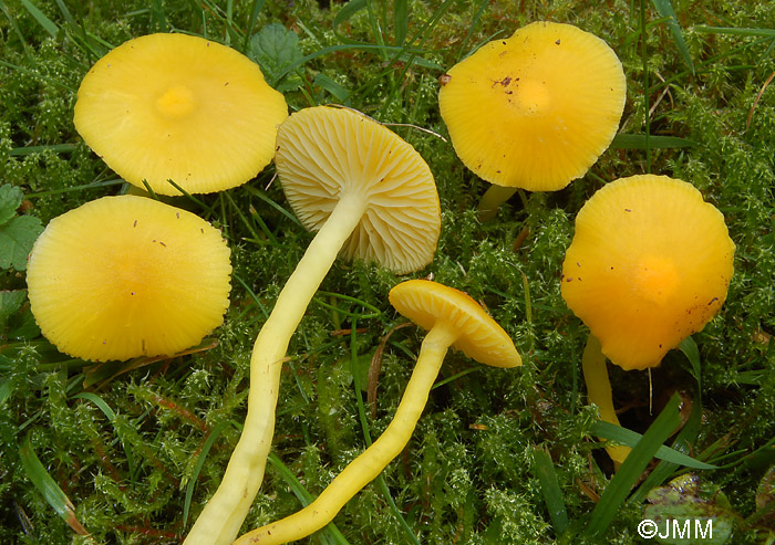 Hygrocybe paraceracea