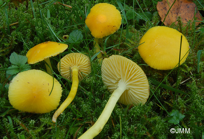 Hygrocybe paraceracea