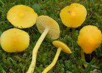 Hygrocybe paraceracea