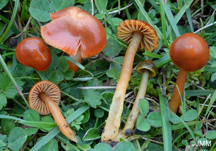 Hygrocybe perplexa = Hygrocybe sciophana