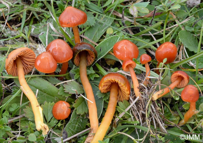 Hygrocybe perplexa = Hygrocybe sciophana