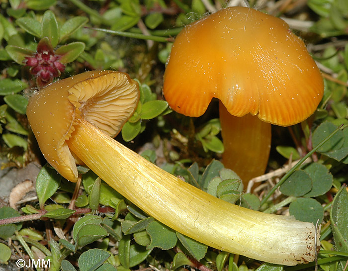 Hygrocybe persistens