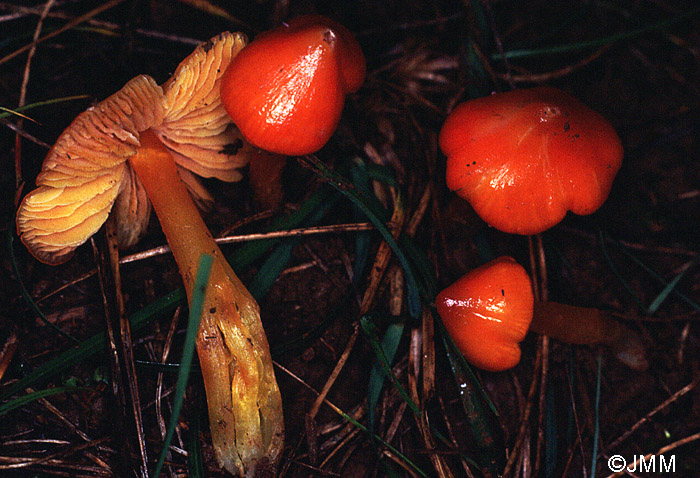 Hygrocybe persistens