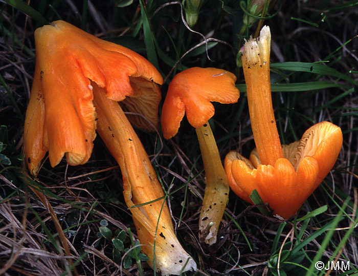 Hygrocybe persistens 