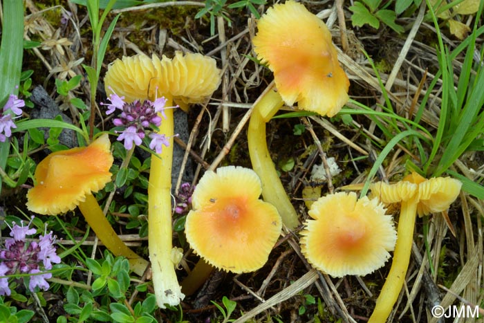 Hygrocybe persistens var. persistens