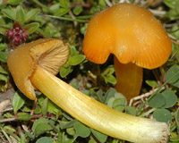 Hygrocybe persistens