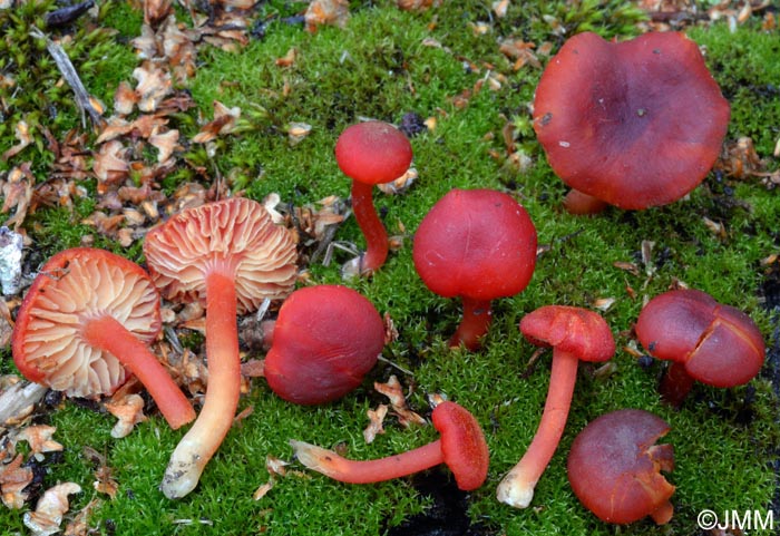 Hygrocybe phaeococcinea