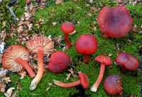 Hygrocybe phaeococcinea