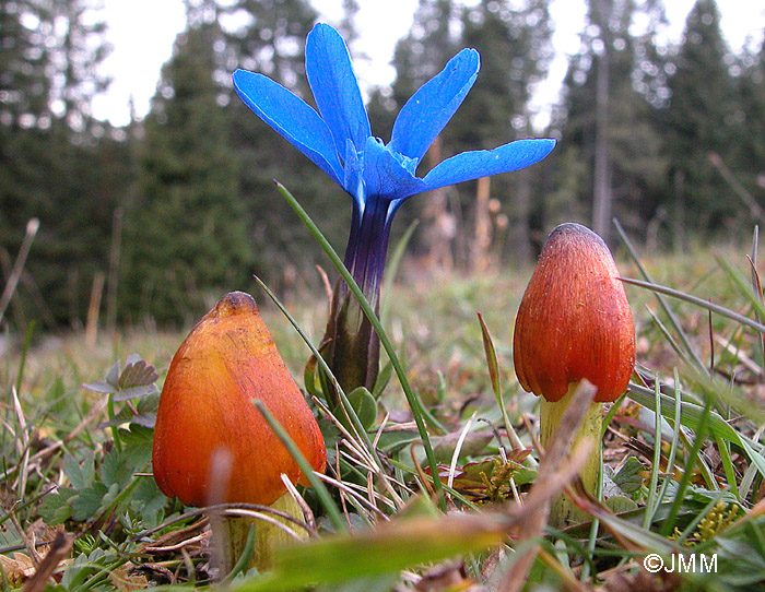 Hygrocybe pseudoconica et Gentiana verna