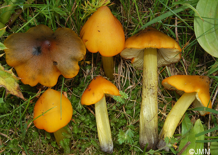 Hygrocybe pseudoconica