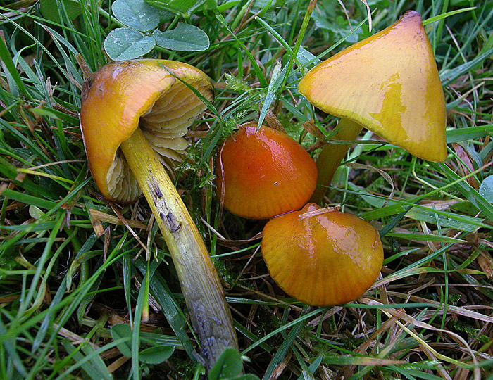 Hygrocybe pseudoconica