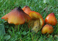 Hygrocybe pseudoconica