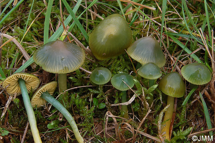 Hygrocybe psittacina