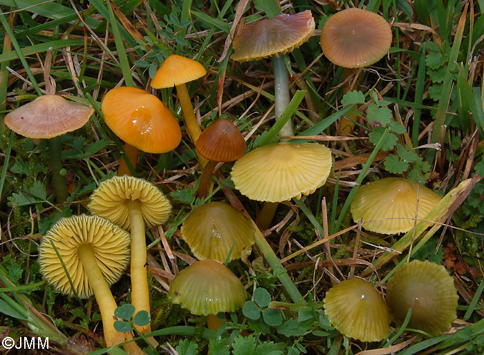 Hygrocybe psittacina