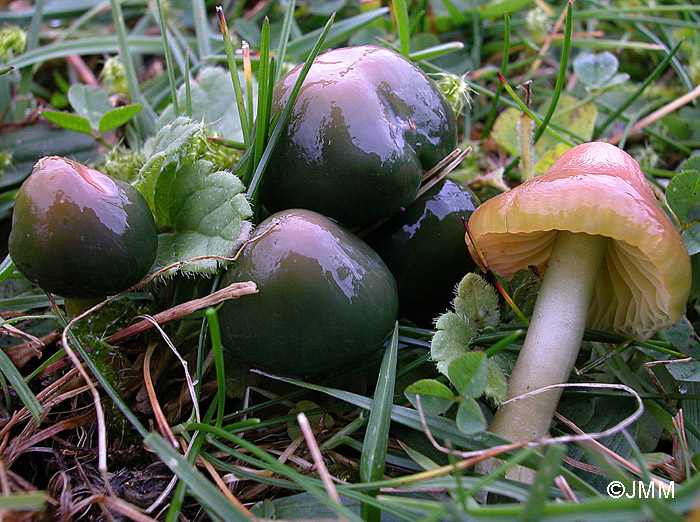 Hygrocybe psittacina