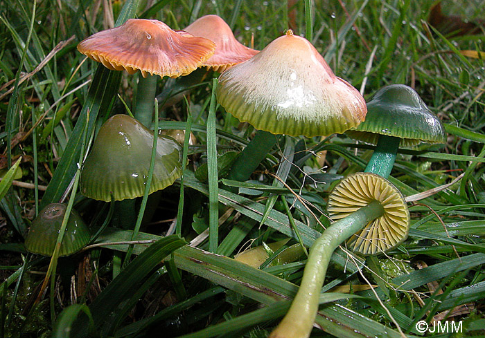 Hygrocybe psittacina