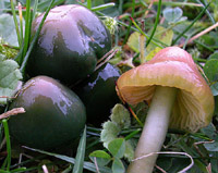 Hygrocybe psittacina