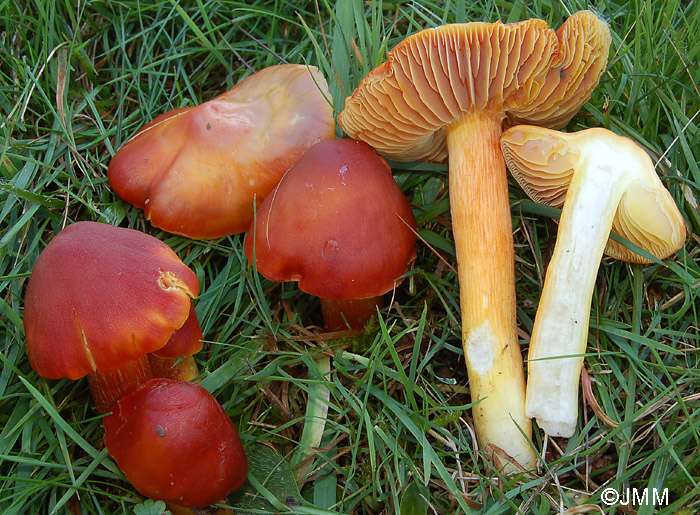 Hygrocybe punicea