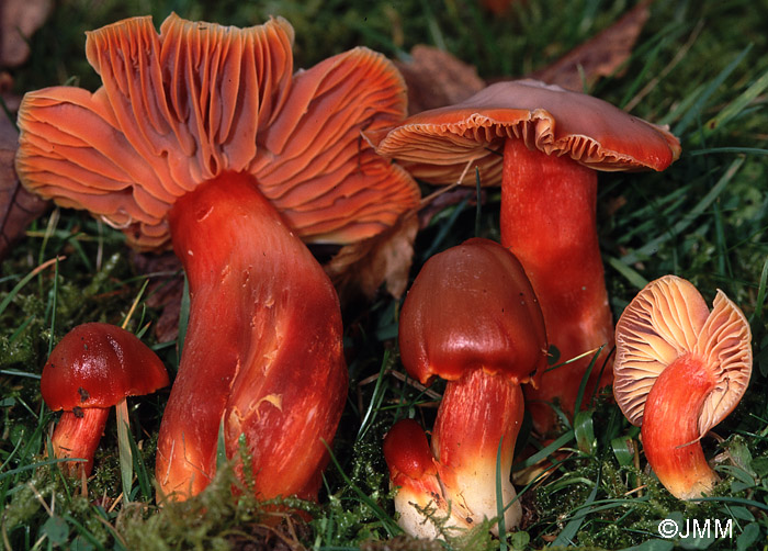 Hygrocybe punicea