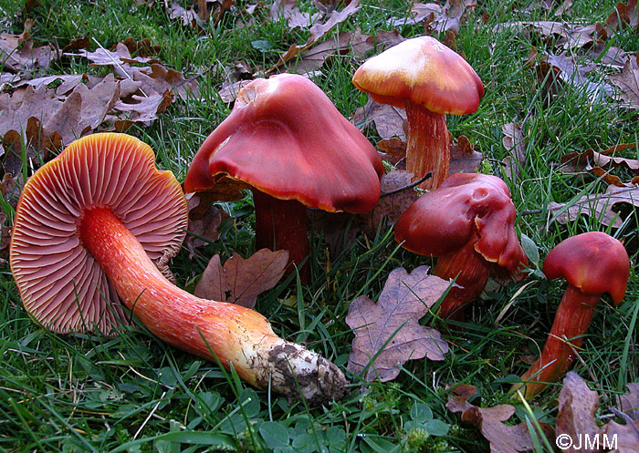 Hygrocybe punicea