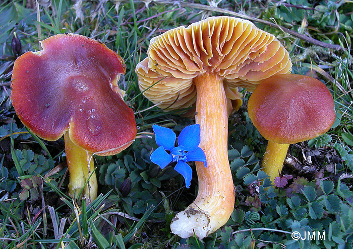 Gentiana verna et Hygrocybe punicea