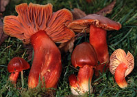 Hygrocybe punicea