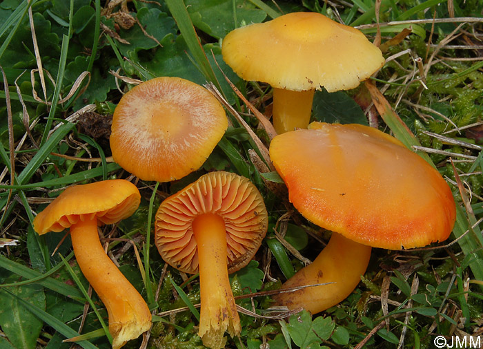 Hygrocybe quieta