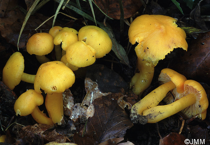 Hygrocybe quieta