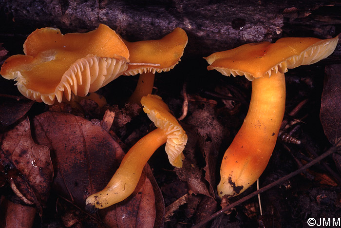 Hygrocybe quieta