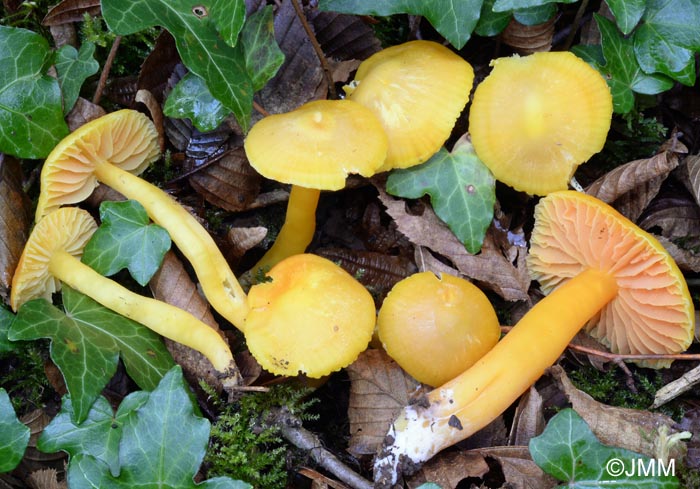 Hygrocybe quieta