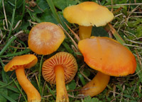 Hygrocybe quieta