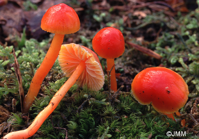 Hygrocybe reae = Hygrocybe mucronella