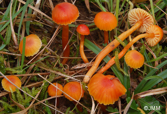 Hygrocybe reae = Hygrocybe mucronella