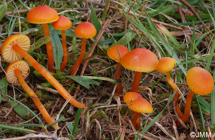 Hygrocybe reae = Hygrocybe mucronella