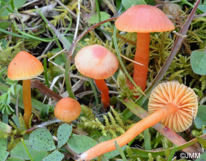 Hygrocybe reae = Hygrocybe mucronella