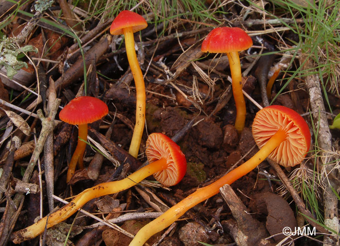 Hygrocybe reae var. mite