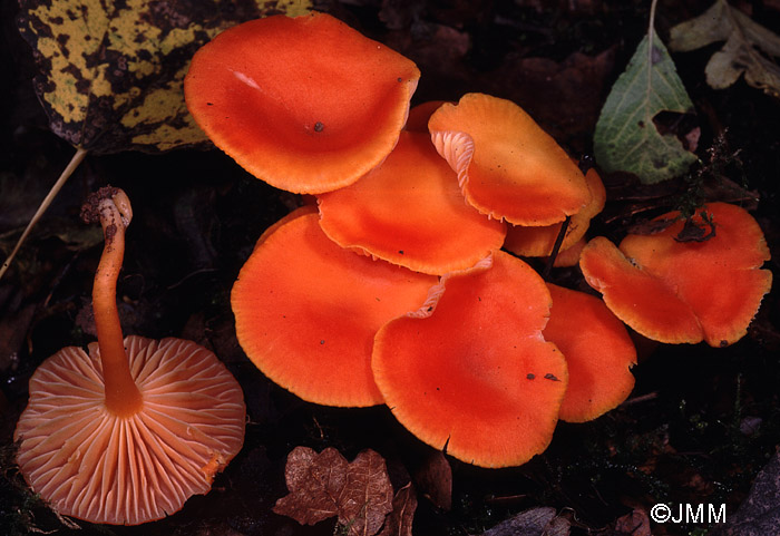 Hygrocybe reidii