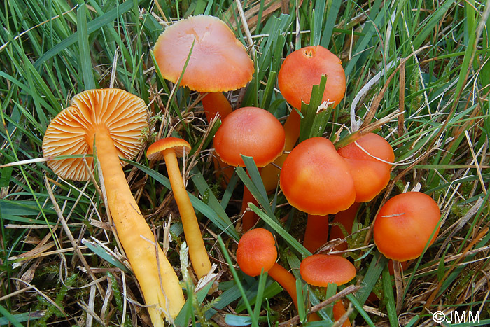 Hygrocybe reidii