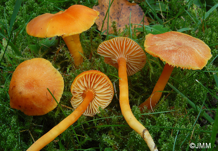 Hygrocybe reidii