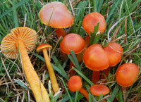 Hygrocybe reidii