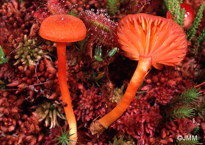 Hygrocybe rhodophylla